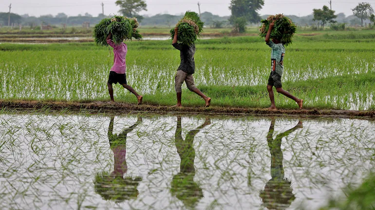 20250123122937_farmers Indian Budget 2025: A Bold Vision for Growth or Missed Opportunities? A Comprehensive Analysis and Comparison with 2024